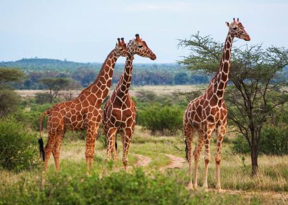 2 semaines en Ouganda – 4 idées d&rsquo;itinéraires uniques