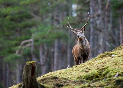 9 jours en Écosse – 5 idées d&rsquo;itinéraires uniques