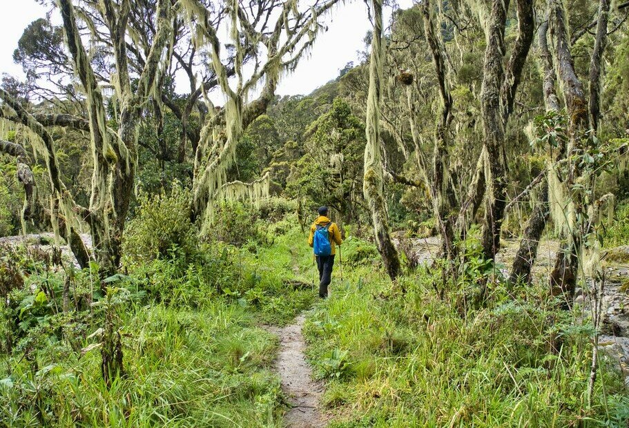 Aventure active en Ouganda - 14 jours - img