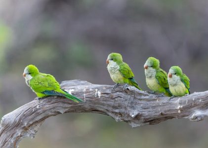 Aventure dans la ville, la forêt tropicale et les zones humides du Brésil : Rio de Janeiro, l&rsquo;Amazonie et le nord du Pantanal – 15 jours