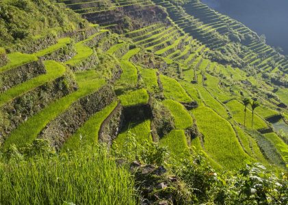 Aventure nature et culture aux Philippines : Des rizières en terrasses aux récifs coralliens – 10 jours