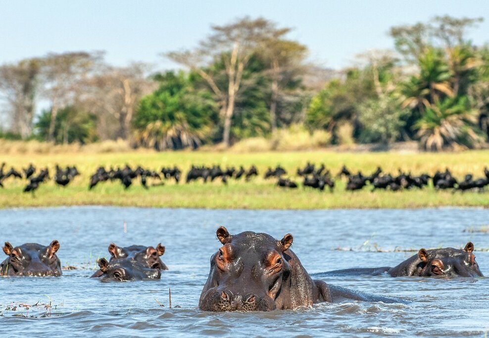 Circuit culturel et animalier en Ouganda - 14 jours - img