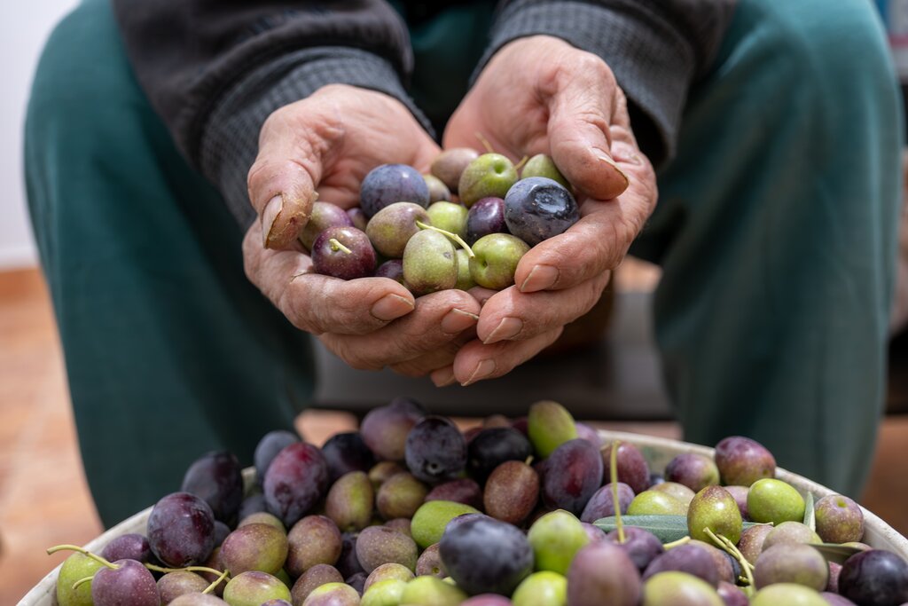 Circuit culturel et culinaire dans le nord de la Jordanie - 6 jours - img