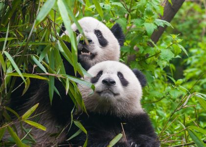 Découvrez la Grande Muraille de Chine, l&rsquo;Armée de terre cuite et les pandas : Pékin, Xi&rsquo;an et Chengdu – 9 jours