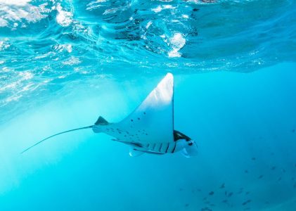 Découvrir les meilleurs sites de snorkeling de Bali : Guide des merveilles sous-marines