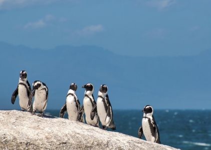 Explorez le Zimbabwe, le Botswana et l&rsquo;Afrique du Sud : Merveilles naturelles, faune et culture – 21 jours