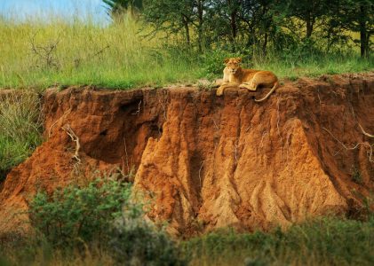 Ultimate Uganda Wildlife Tour : Parcs nationaux et hauts lieux culturels – 14 jours