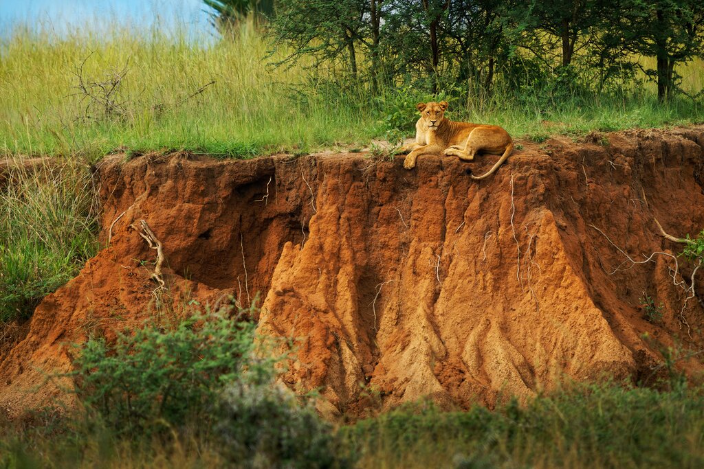 Ultimate Uganda Wildlife Tour : Parcs nationaux et hauts lieux culturels - 14 jours - img