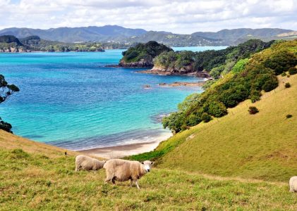 Voir l&rsquo;île du Nord de la Nouvelle-Zélande en bus : Auckland, Paihia et Rotorua – 8 jours