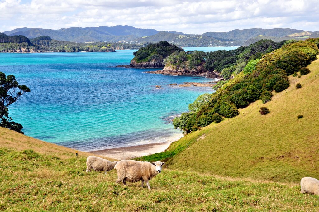 Voir l'île du Nord de la Nouvelle-Zélande en bus : Auckland, Paihia et Rotorua - 8 jours - img