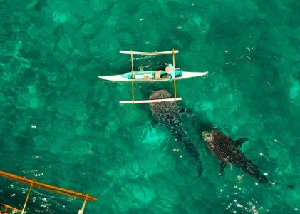 Plongée et snorkeling aux Philippines : Moalboal et Oslob – 7 jours