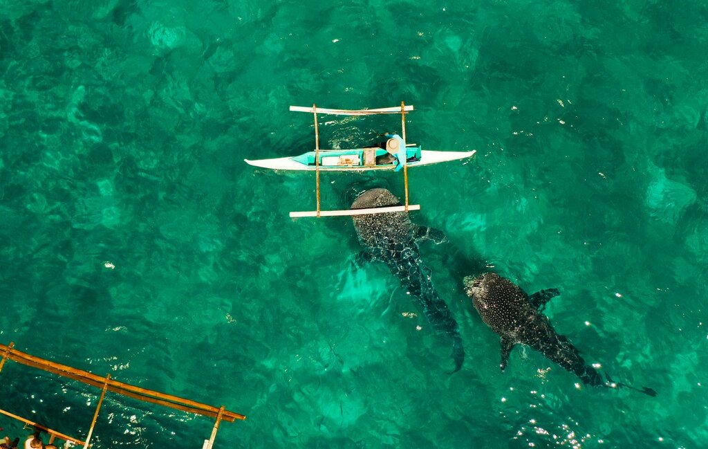 Plongée et snorkeling aux Philippines : Moalboal et Oslob – 7 jours