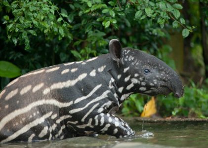 Aventure en plein air, nature et faune au Brésil : Sud du Pantanal, Bonito et Rio de Janeiro – 15 jours