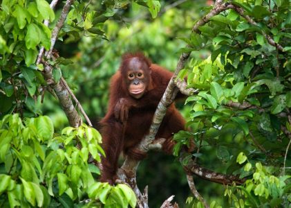 Aventure nature dans les îles tropicales d&rsquo;Indonésie : Bornéo, Java et Sulawesi – 15 jours