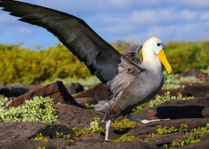 La route de Darwin : Croisière nature aux Galápagos – 5 jours
