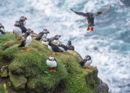 Voyage en Islande dans l&rsquo;Ouest sauvage et le Nord arctique – 16 jours