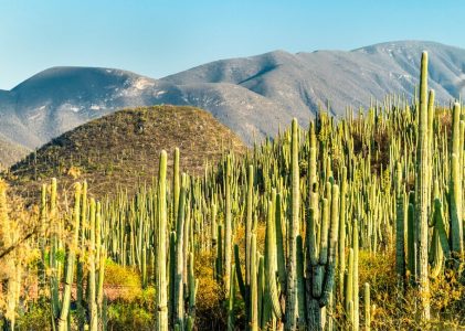 1 semaine à Oaxaca – 5 idées d&rsquo;itinéraires uniques