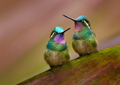 10 jours au Costa Rica – 4 idées d&rsquo;itinéraires pour une lune de miel