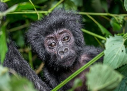 10 jours en Ouganda – 5 idées d&rsquo;itinéraires uniques
