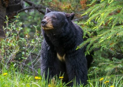11 jours au Canada – 5 idées d&rsquo;itinéraires uniques