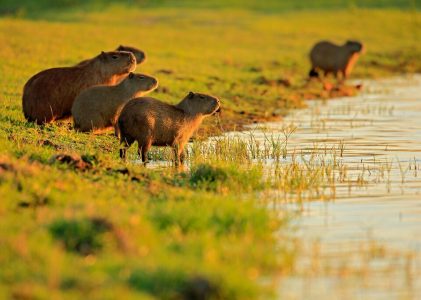 12 jours au Brésil – 5 idées d&rsquo;itinéraires uniques