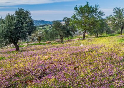 6 jours en Jordanie – 4 idées d&rsquo;itinéraires uniques