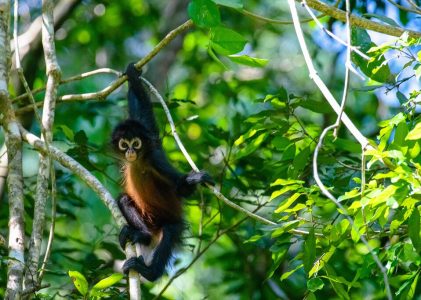 Aventure animalière dans la péninsule d&rsquo;Osa au Costa Rica – 5 jours