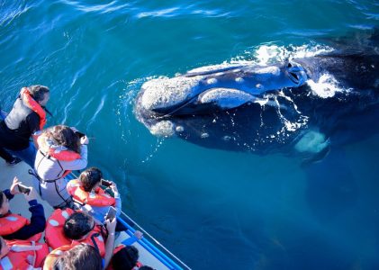 Aventure familiale à Buenos Aires et en Patagonie – Péninsule de Valdés – 7 jours