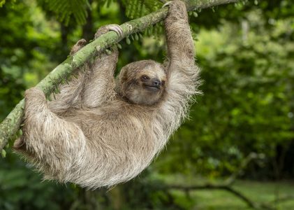 Aventure familiale au Costa Rica : La Fortuna et le golfe de Papagayo – 7 jours