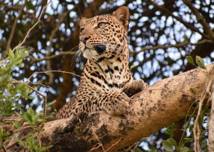 Aventure faunique en Ouganda : Parc national des chutes Murchison et Jinja – 5 jours