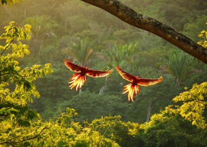 Aventure ornithologique de luxe au Costa Rica – 14 jours