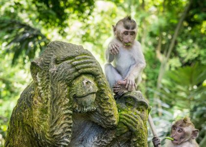 Bali dévoilé : Culture, temples et plages à Ubud et Sanur – 7 jours
