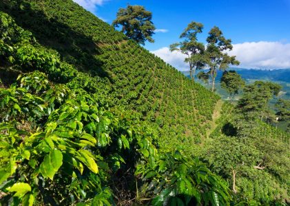 Bogotá, Medellín, Cartagena & Zona Cafetera : Meilleures idées d&rsquo;itinéraires