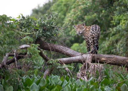 Circuit de découverte de la faune et de la flore dans la région du Pantanal au Brésil – 12 jours