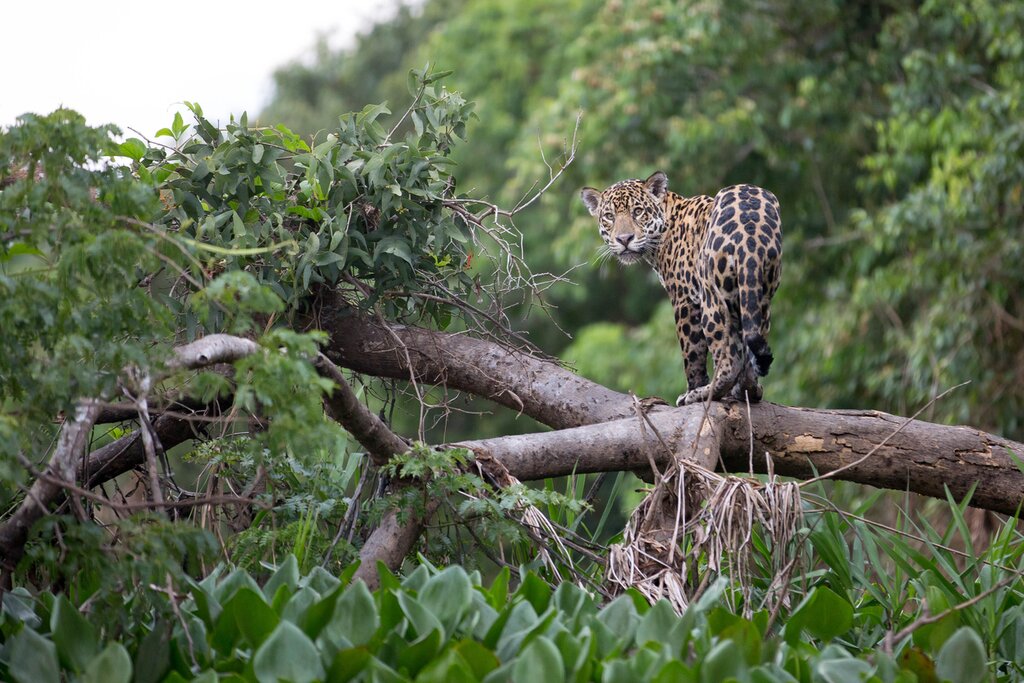 Circuit de découverte de la faune et de la flore dans la région du Pantanal au Brésil - 12 jours - img