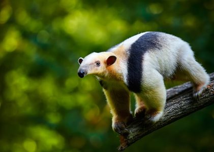 Circuit de luxe au Costa Rica – 14 jours