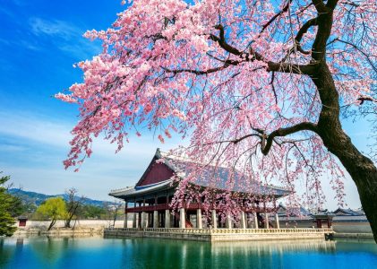 Circuit des cerisiers en fleurs en Corée du Sud : Séoul, Gyeongju, Busan et Sokcho – 9 jours
