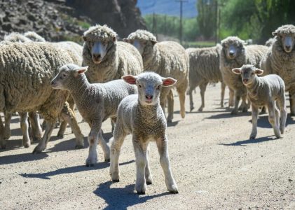 Circuit familial en Patagonie chilienne et argentine – 14 jours