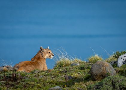 Circuit photo et faune en Patagonie – 15 jours