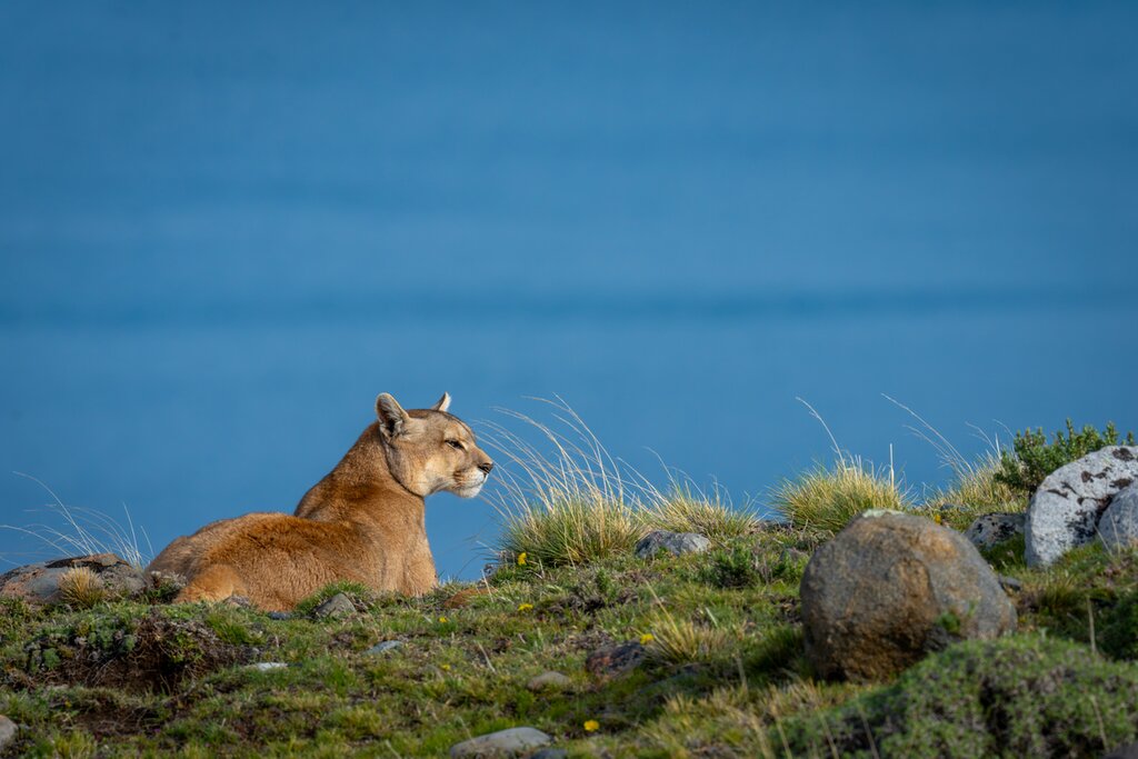 Circuit photo et faune en Patagonie – 15 jours