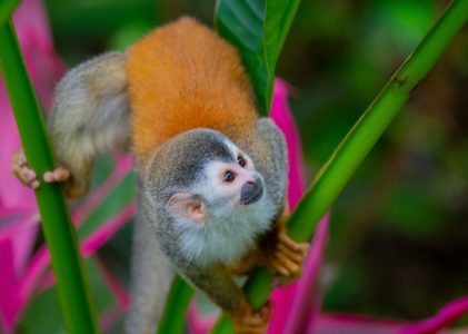 Découverte du Costa Rica de luxe : Forêts, parcs nationaux et plages – 14 jours