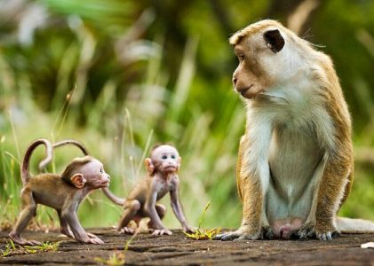 Découverte du Sri Lanka en famille : Sigiriya, Kandy, Ella, Yala et Tangalle – 10 jours