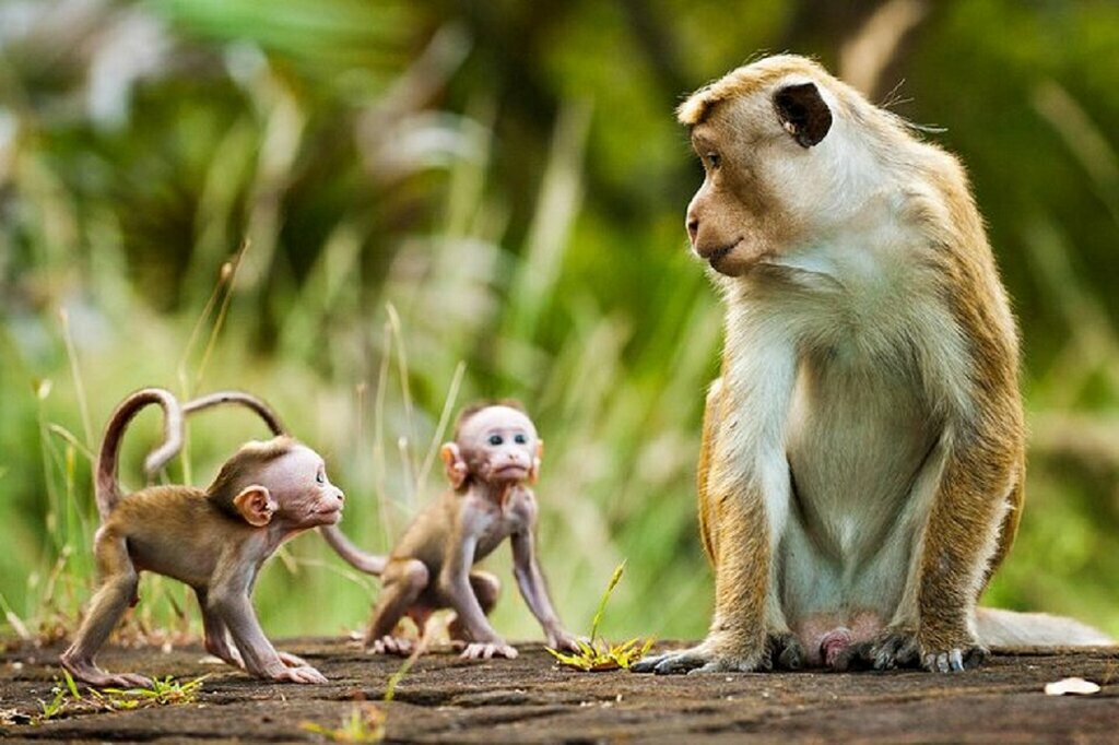 Découverte du Sri Lanka en famille : Sigiriya, Kandy, Ella, Yala et Tangalle - 10 jours - img