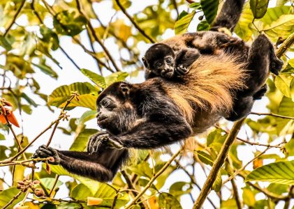 Escapade de luxe dans la forêt tropicale du Costa Rica : Río Celeste et Arenal – 5 jours