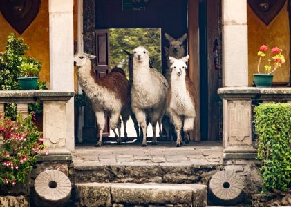 Escapade de luxe dans les sommets, les plaines et les forêts tropicales de l&rsquo;Équateur – 14 jours