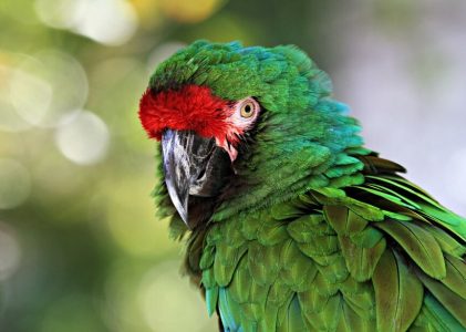 Escapade ornithologique de luxe au Costa Rica – 10 jours