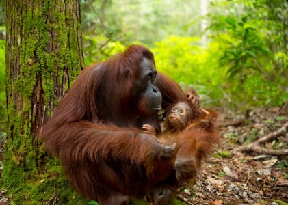 Explorer le cœur sauvage de Bornéo en Malaisie – 14 jours