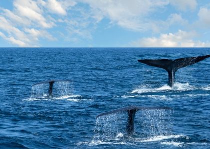 Explorer les collines, la forêt tropicale et la côte du Sri Lanka – 11 jours
