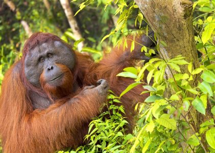 Faune et îles de Bornéo – 5 jours