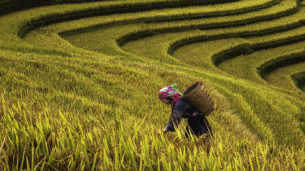 Hoi An, Hanoi, baie d'Ha Long et Sapa : meilleures idées d'itinéraires - img